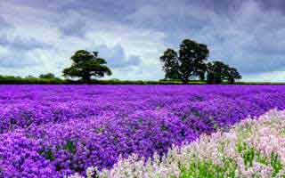 转会窗最后一小时的传闻炸开：AC米兰牵动世预赛，体彩数据走势立刻起波澜